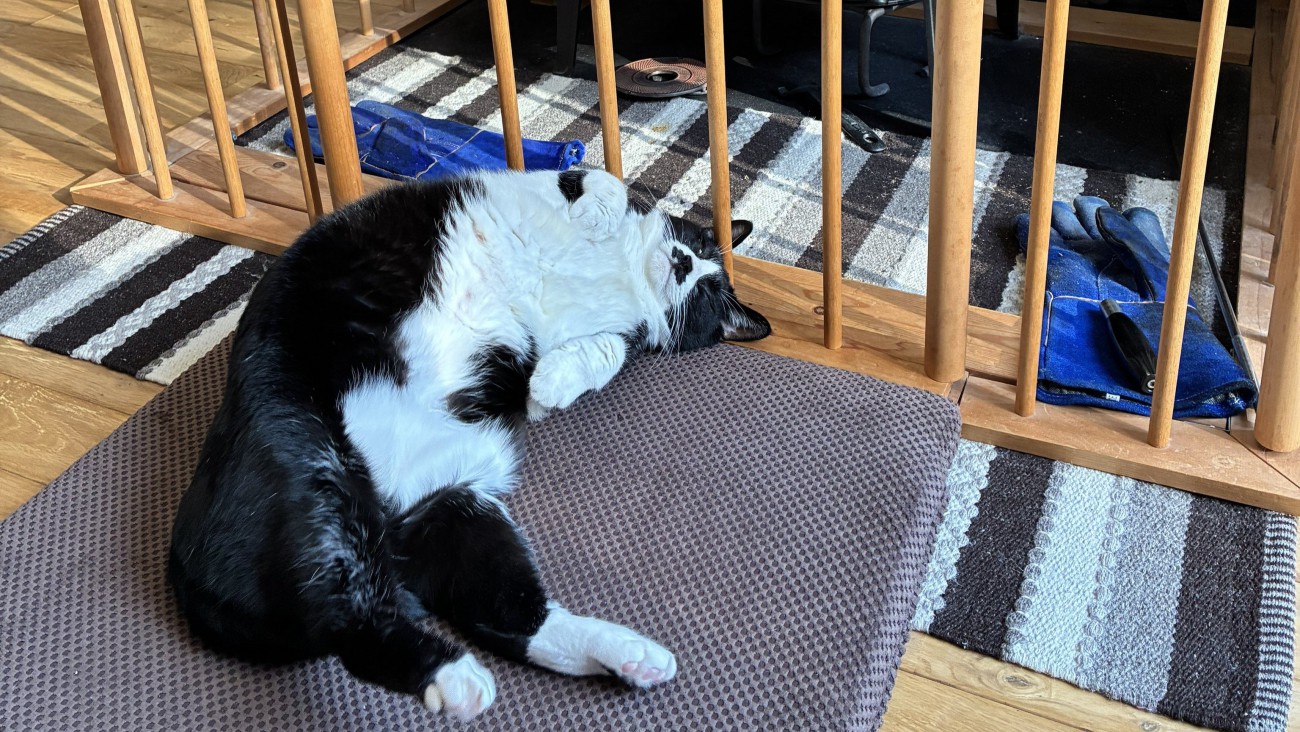 ストーブの側でへそ天で寝る猫