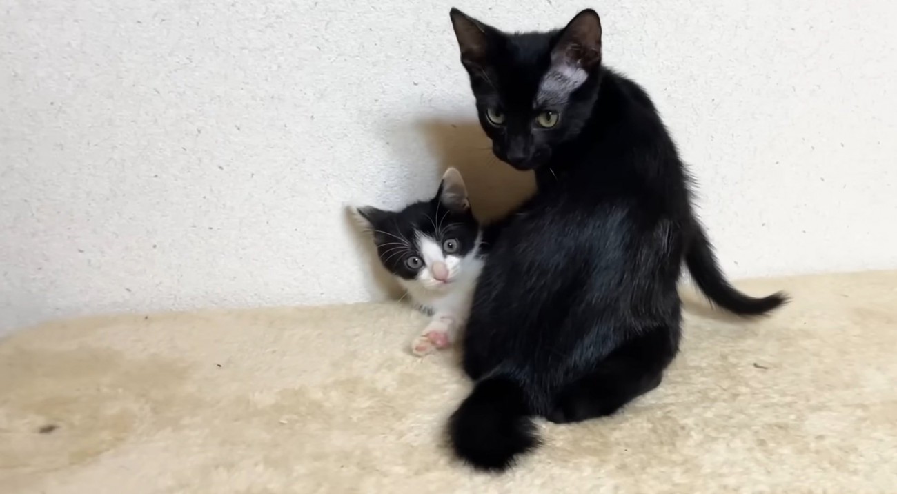 カメラ目線の2匹の猫