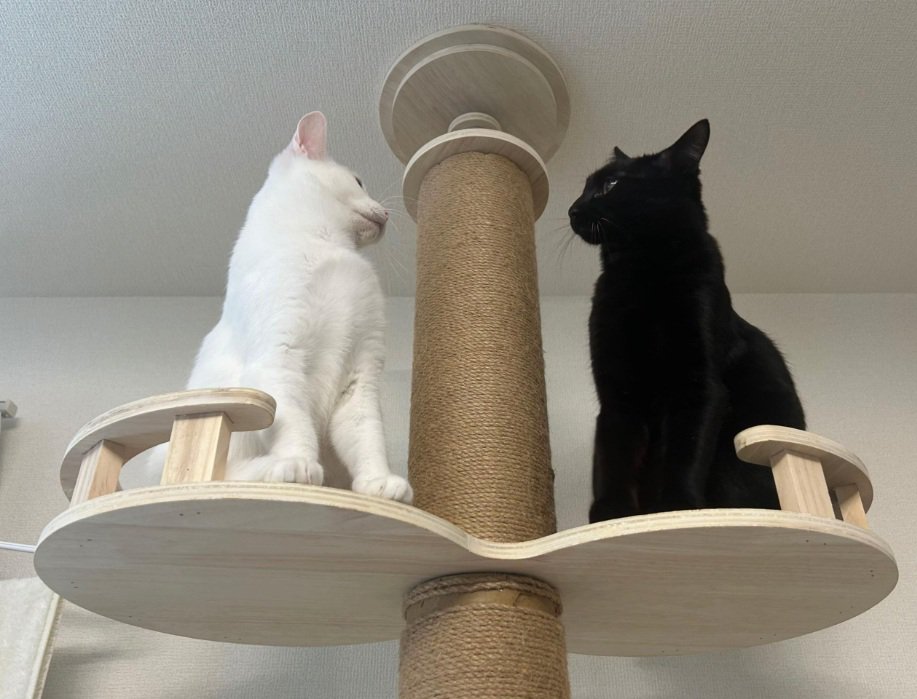 キャットタワーの上でにらみ合う白猫と黒猫