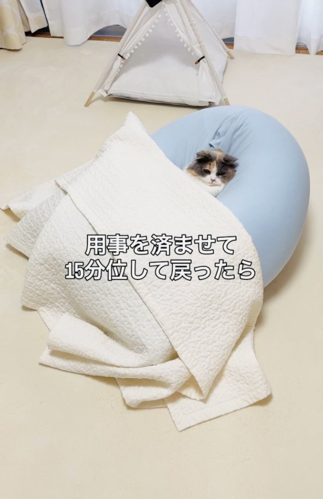 クッションでくつろぐ子猫