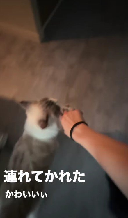 飼い主の手を引っ張る猫