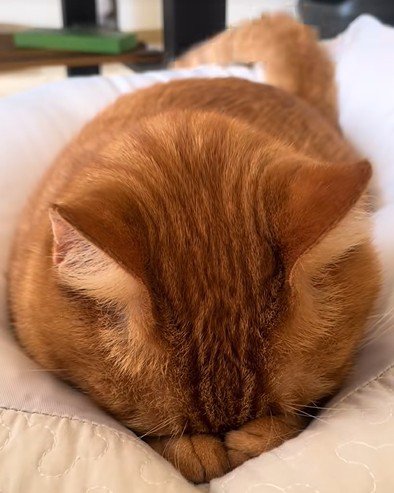 寝ながらしっぽを振る猫