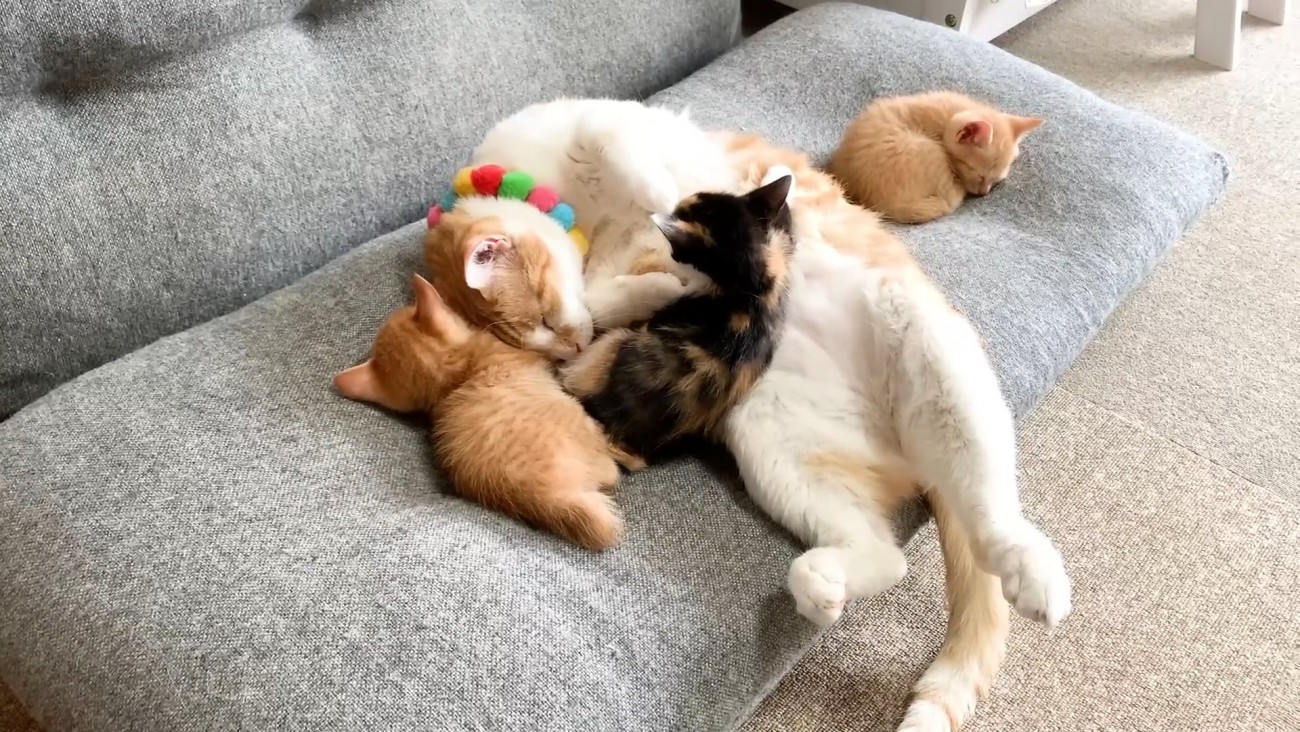 子猫と顔を寄せ合って寝る成猫