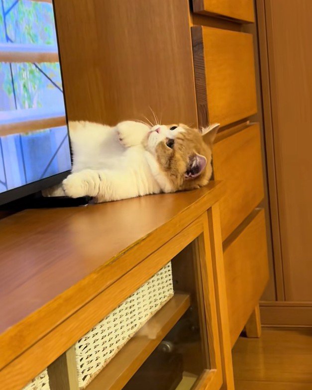 体を伸ばす子猫