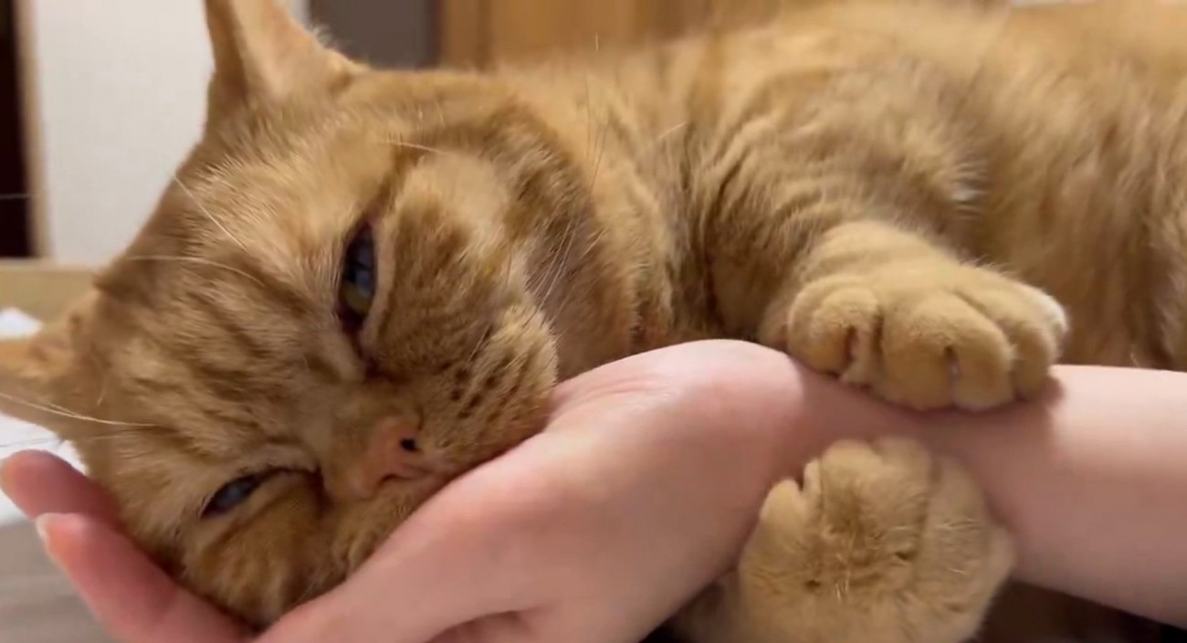 ギュッと腕を掴む猫