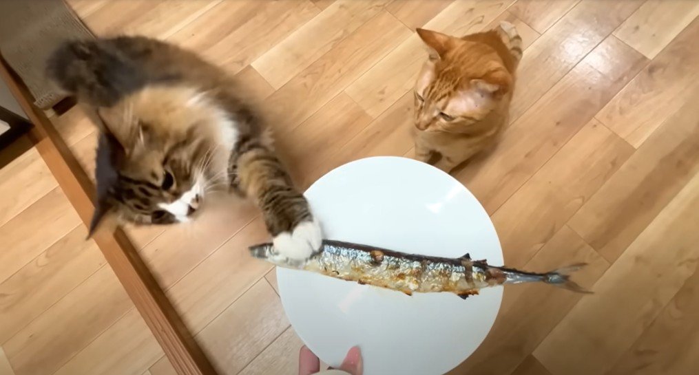 サンマに前足で触る猫、隣にもう1匹猫