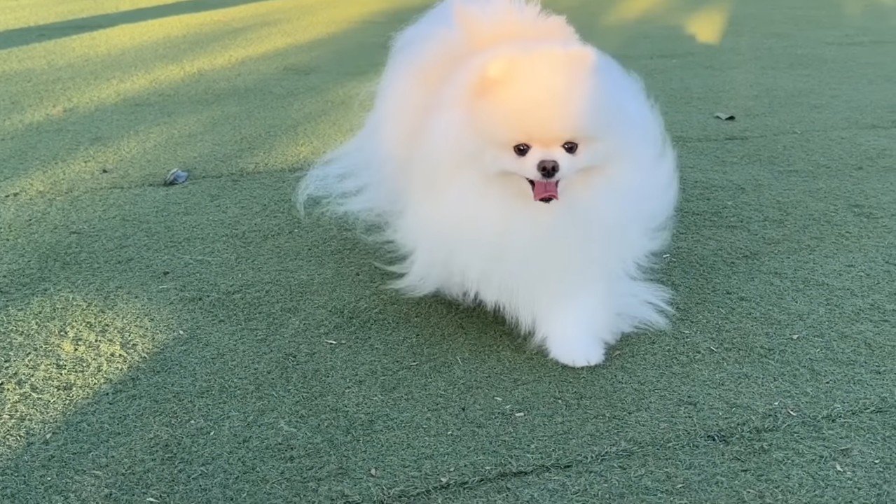 走るポテチくん