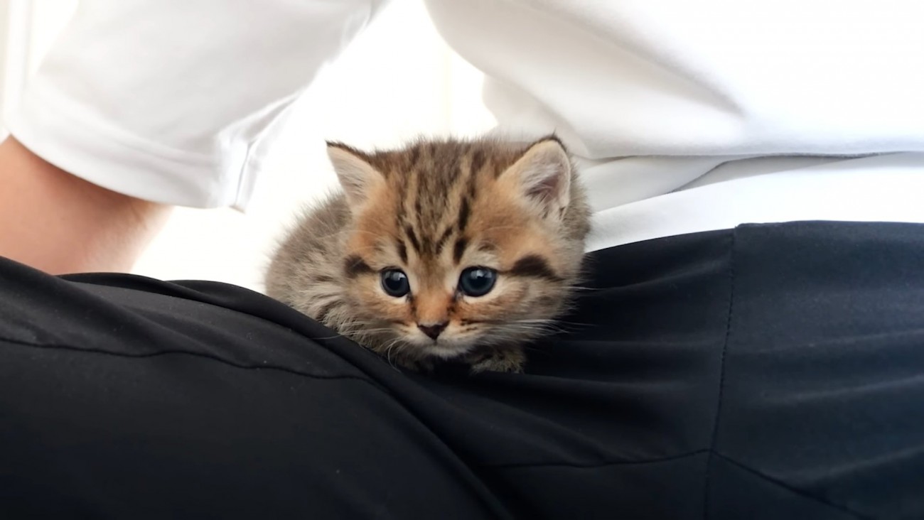 ひざの上に乗る子猫