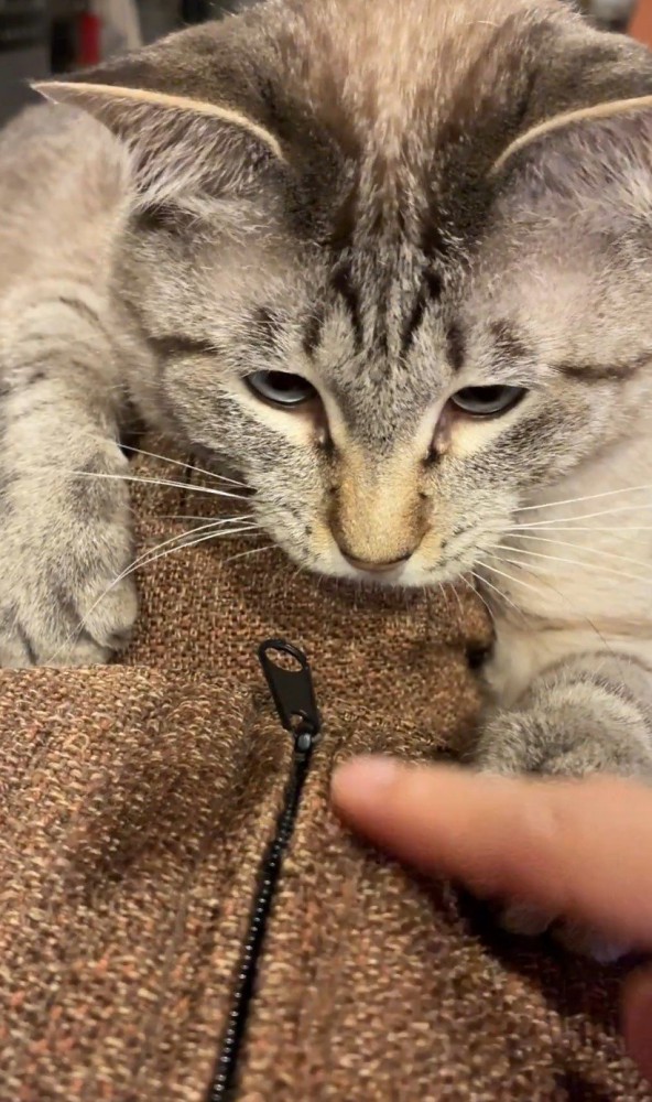 指を狙う猫