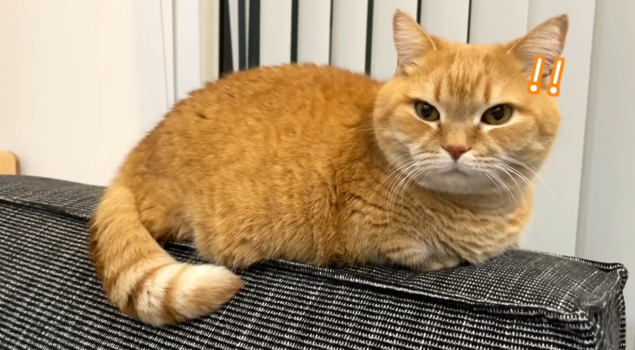 飼い主の帰りに気づく猫