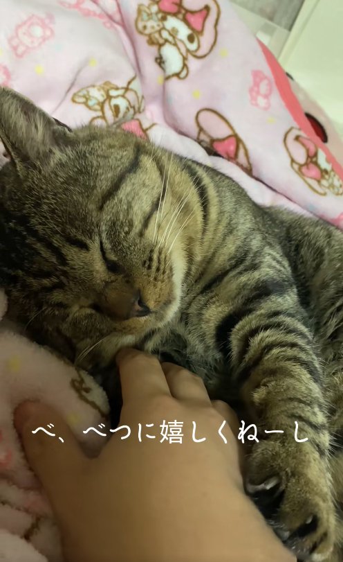 飼い主の手のひらに前足を乗せて寝ている猫