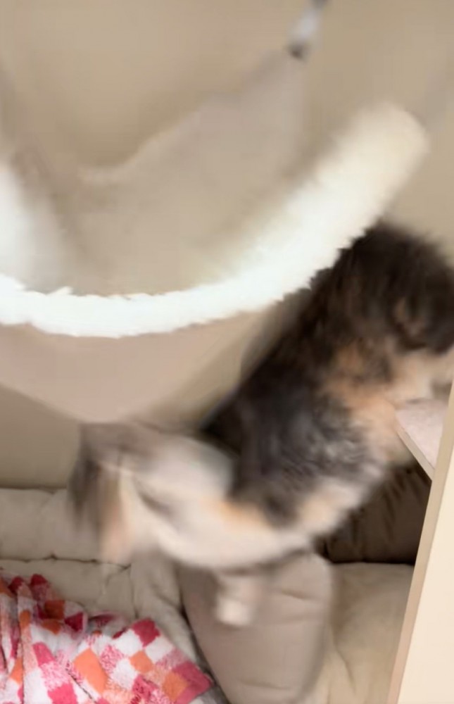落下した子猫