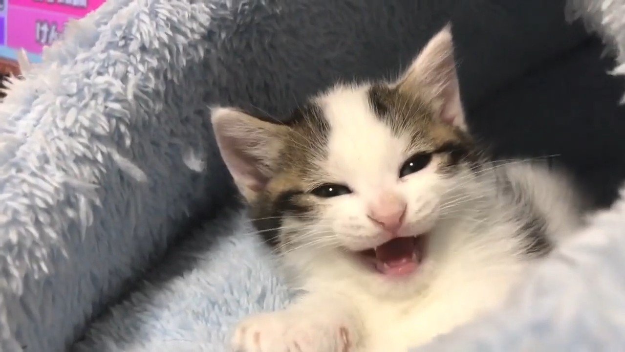 鳴き声を上げて