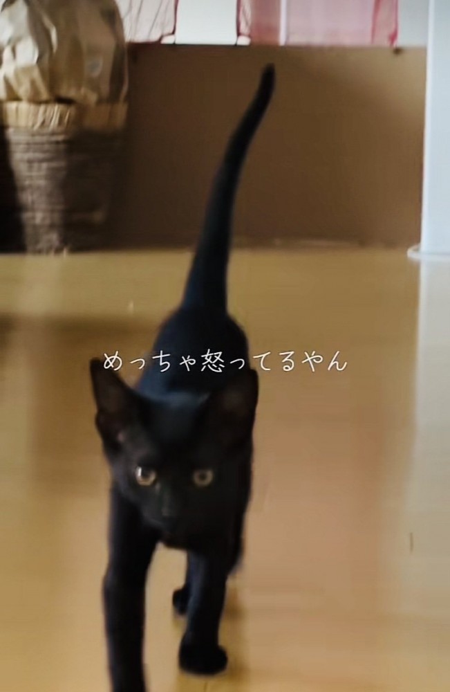 ぬいぐるみが見つからず怒る子猫
