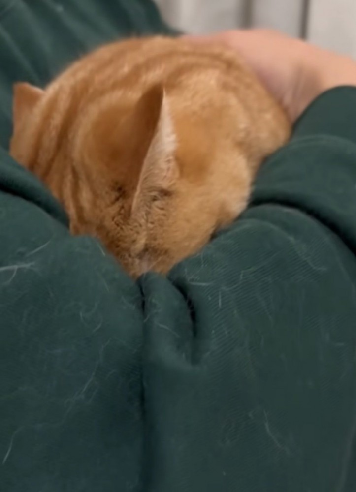 頭を埋めたまま叫ぶ猫