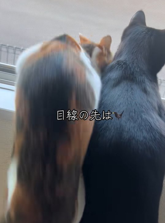 三毛猫が窓枠に飛び乗ろうとしている