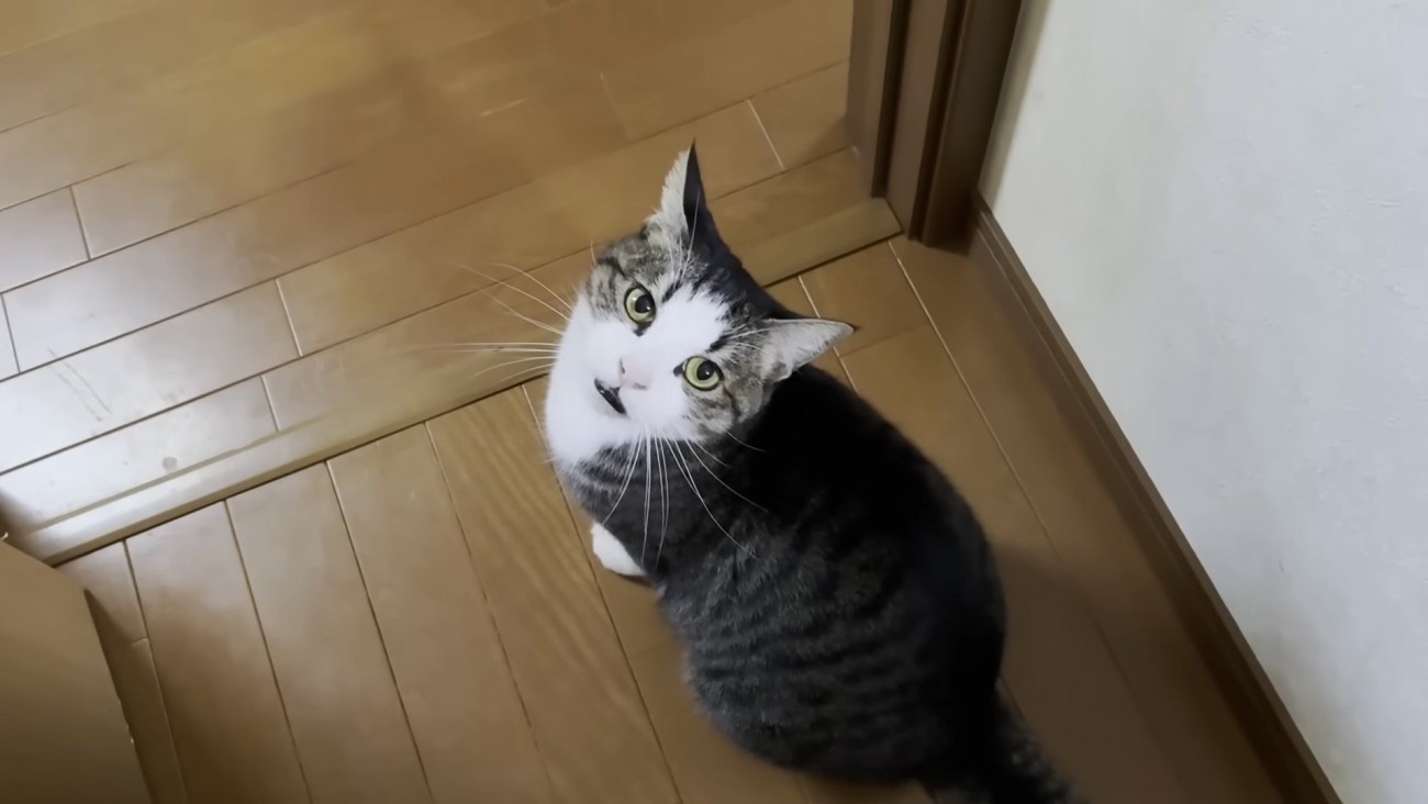 おでこちゃんの写真