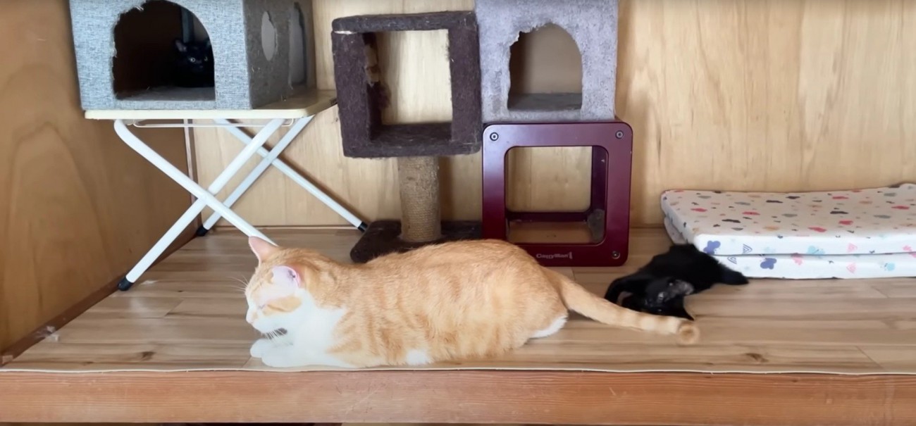 成猫のしっぽで遊んでいる子猫