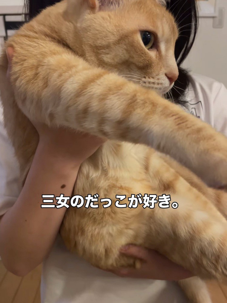 抱っこされる猫