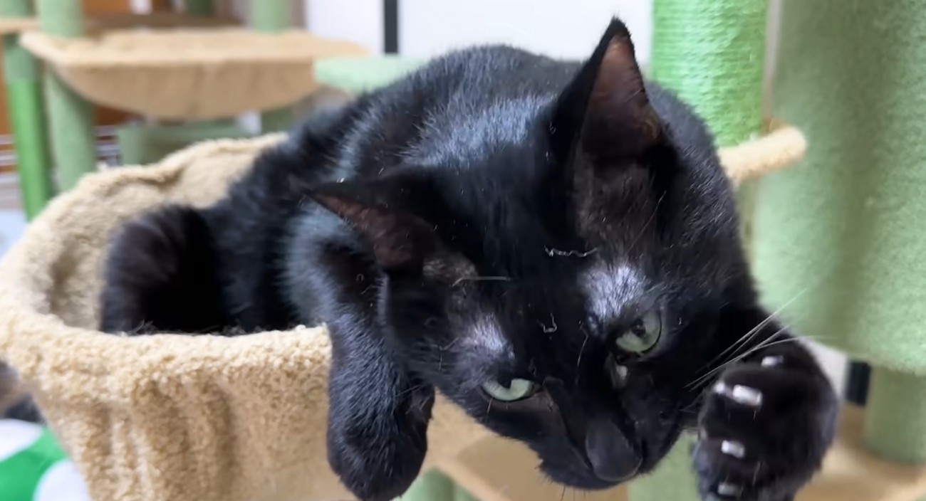 ハンモックにいる黒猫