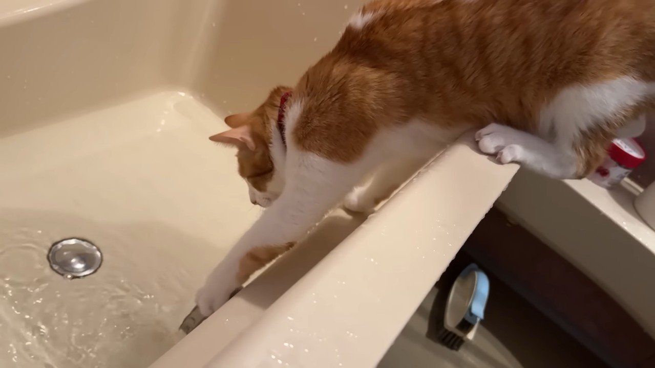 前足を伸ばして