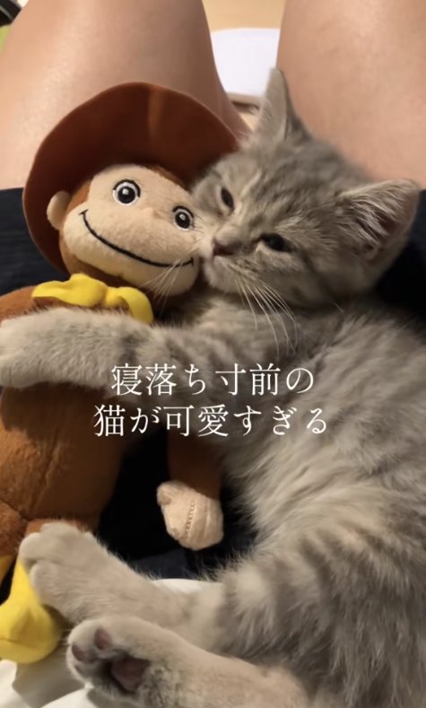 飼い主の膝の上でぬいぐるみを抱えて目が半分になっている子猫