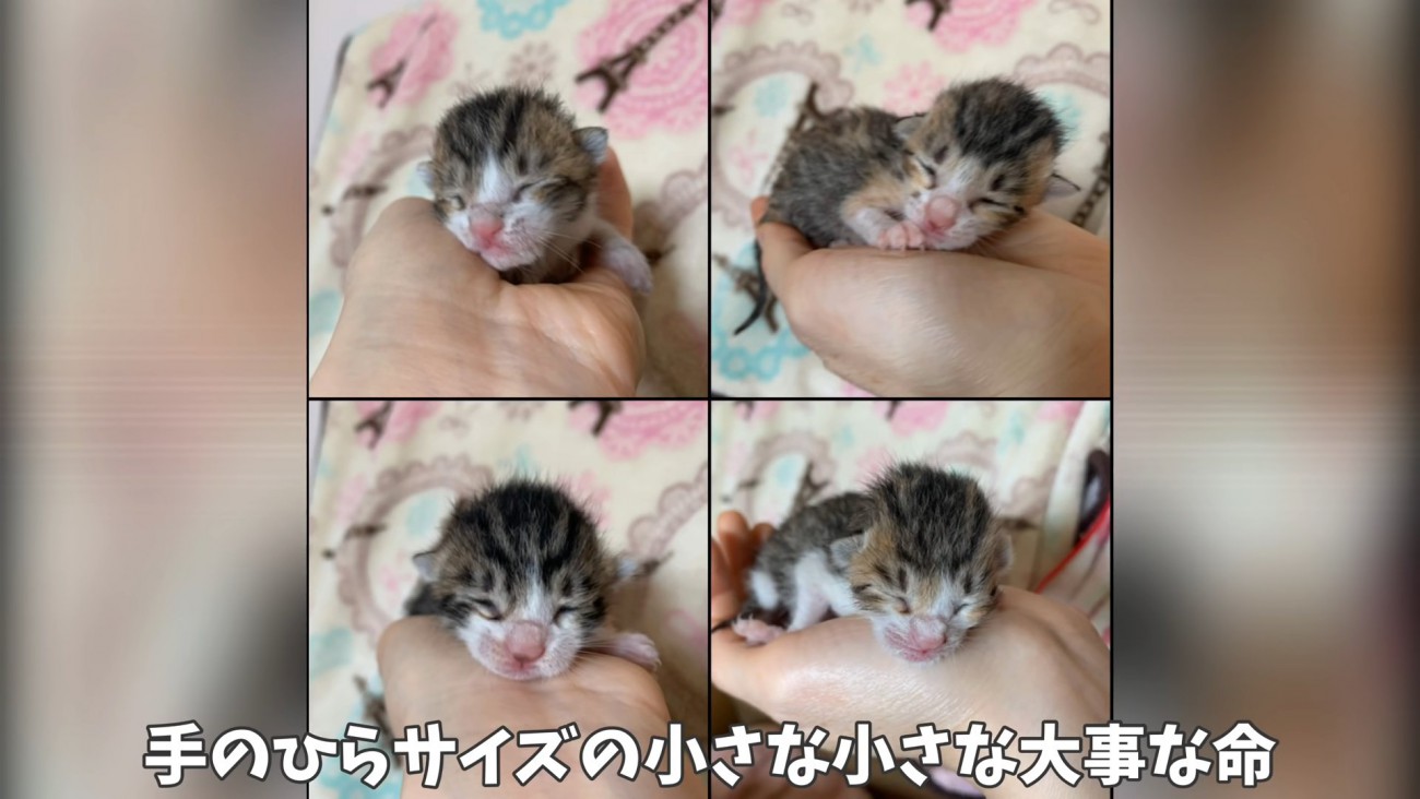 手のひらに乗る4匹の子猫
