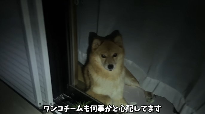 窓から外を見る犬