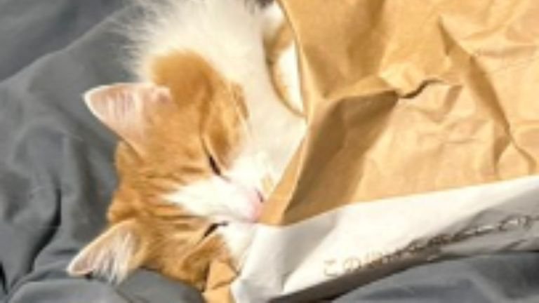 紙袋に入っている猫