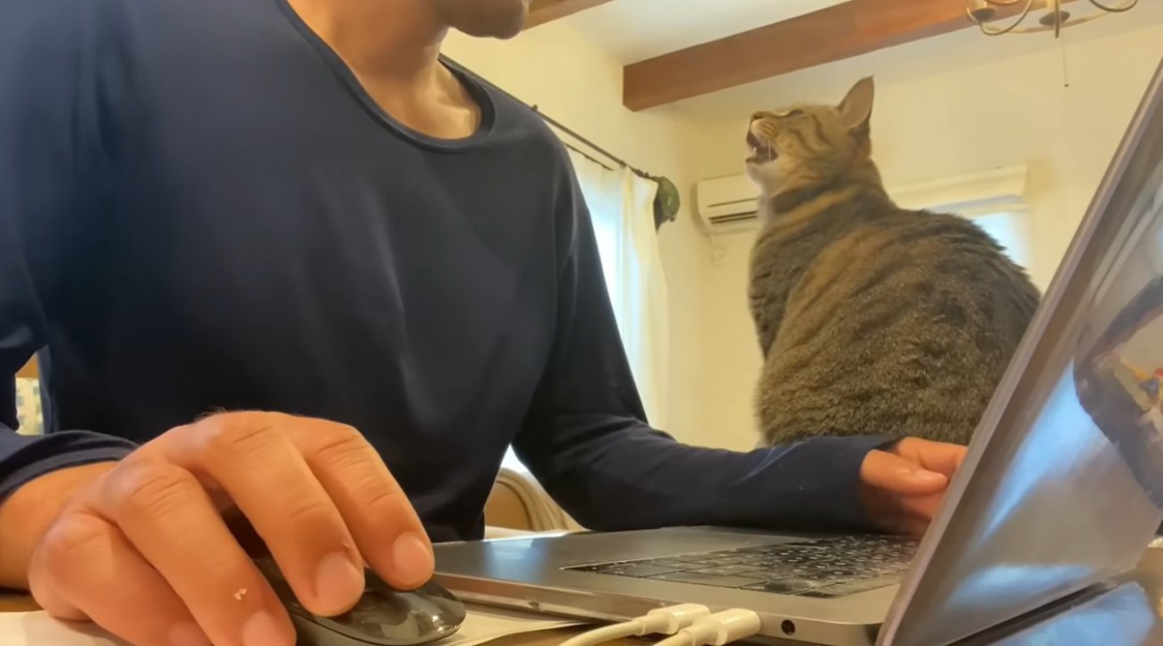 パソコンをしたい飼い主とそばで鳴く猫