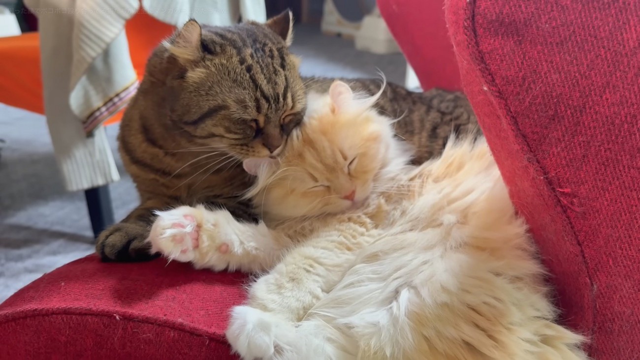 一緒に寝ている写真