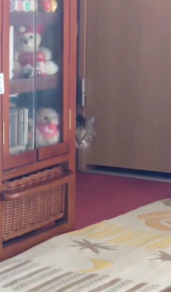 棚から顔を出す猫