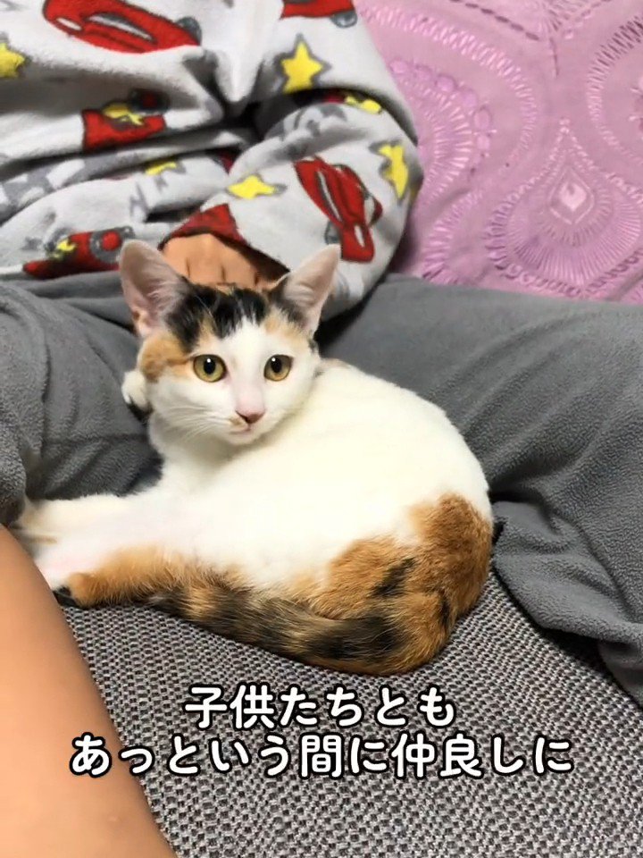 子どもと一緒に座る子猫