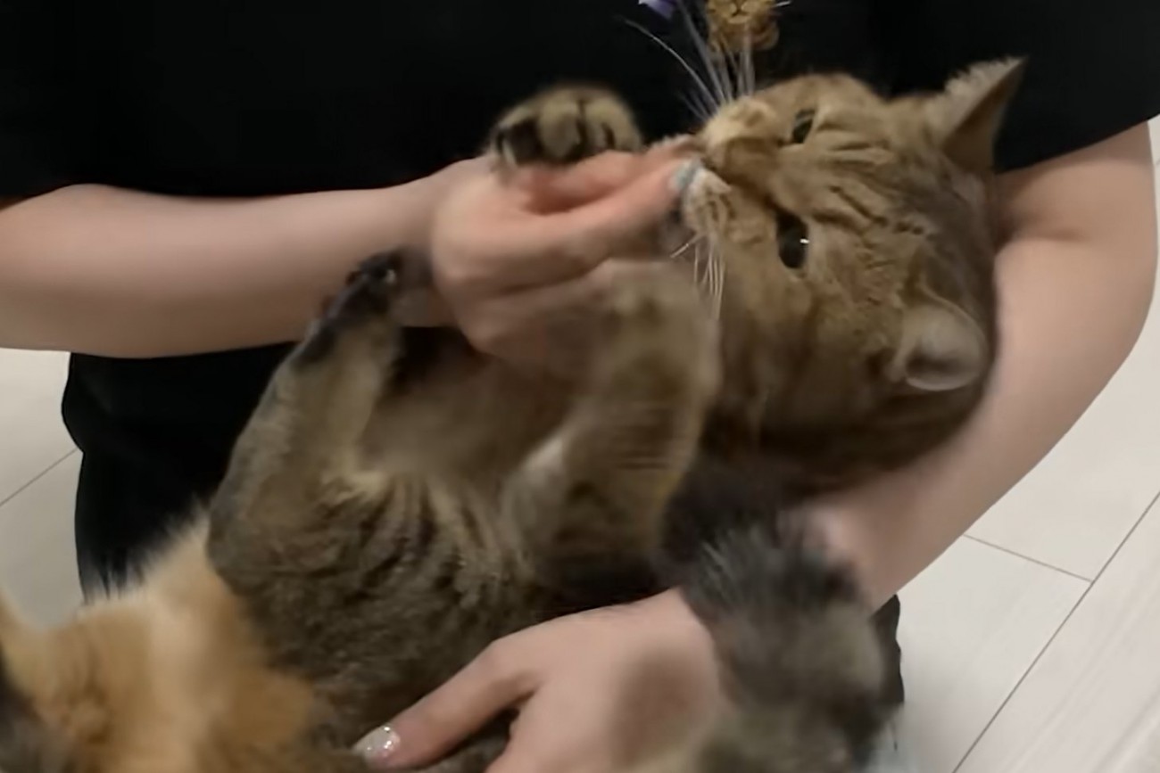 赤ちゃん抱っこで人の手を掴み口に持って行く猫