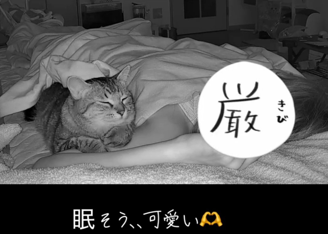 眠そうな猫