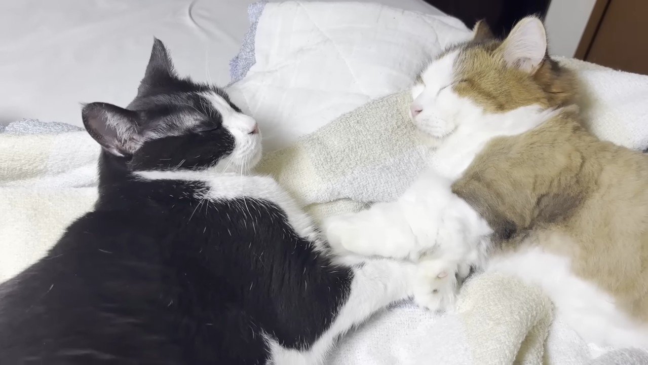 手をつないだ姿のアップ