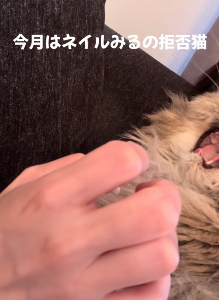 あくびする猫