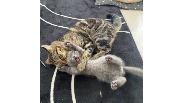 じゃれあっている猫たち