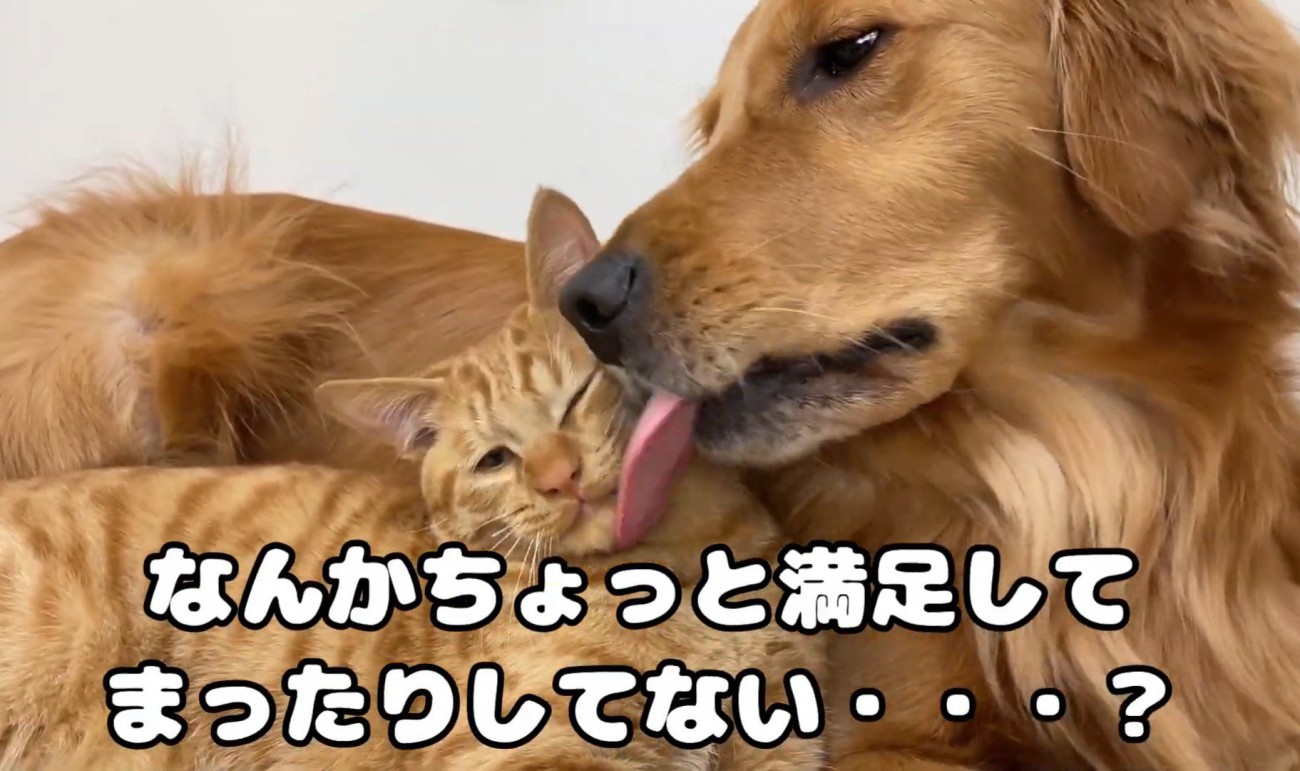 2匹