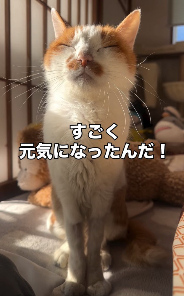 座って目を閉じる猫