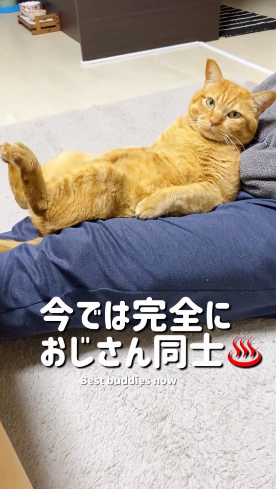 男性の膝の上で仰向けになる猫