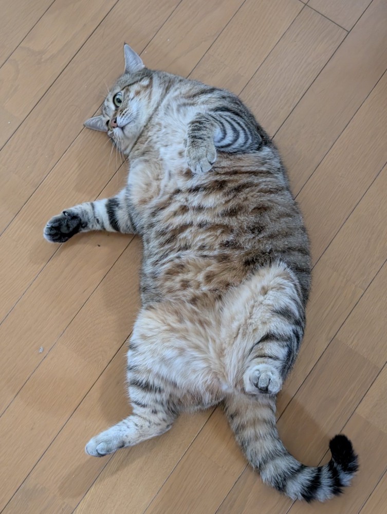 くつろぐキジトラ猫