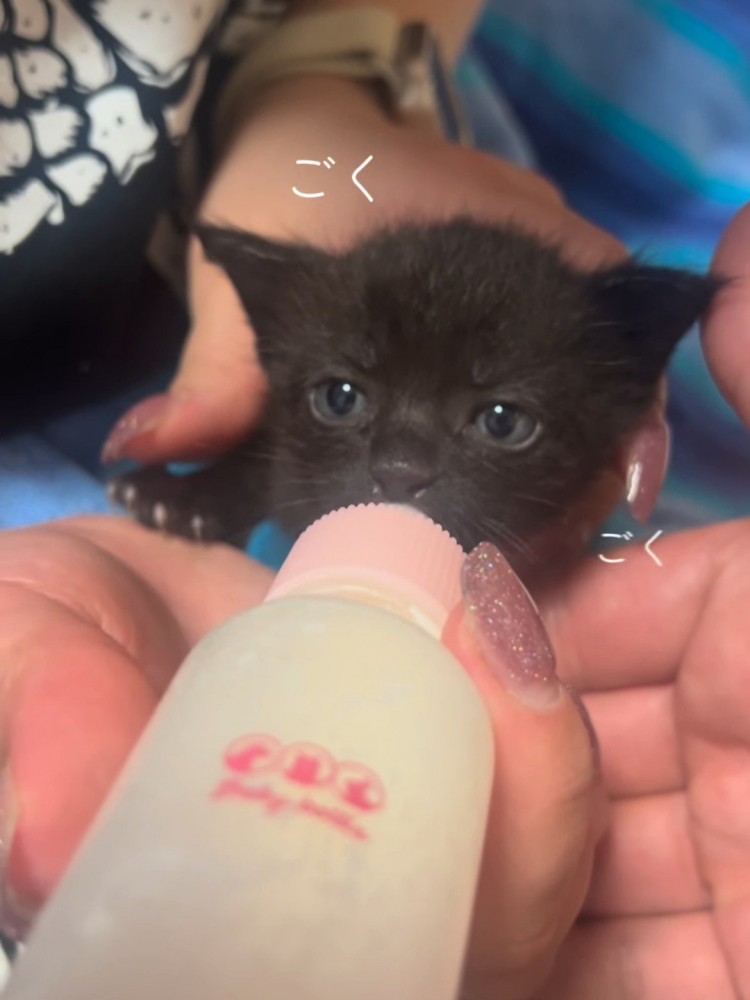 ミルクを飲む子猫の顔