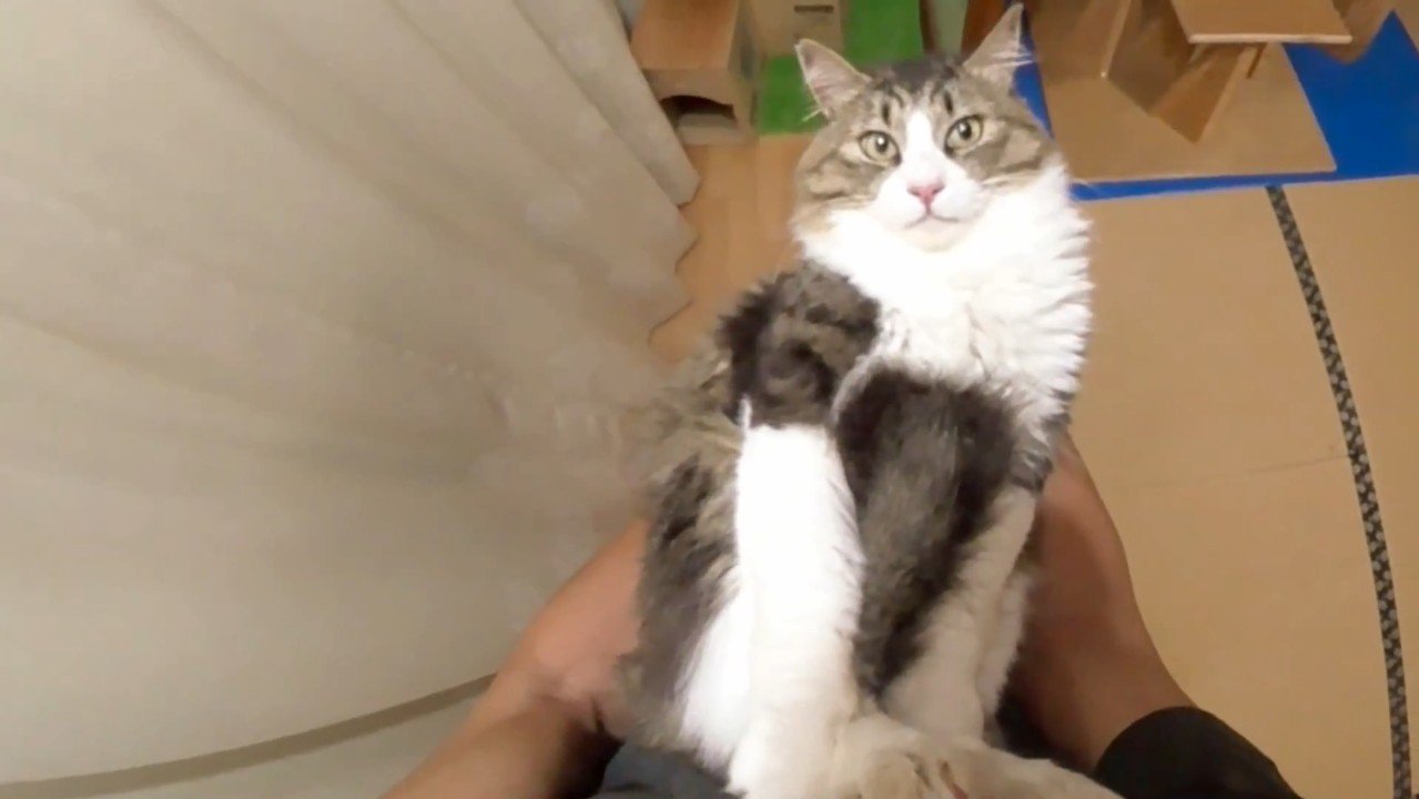 仰向けのアップ