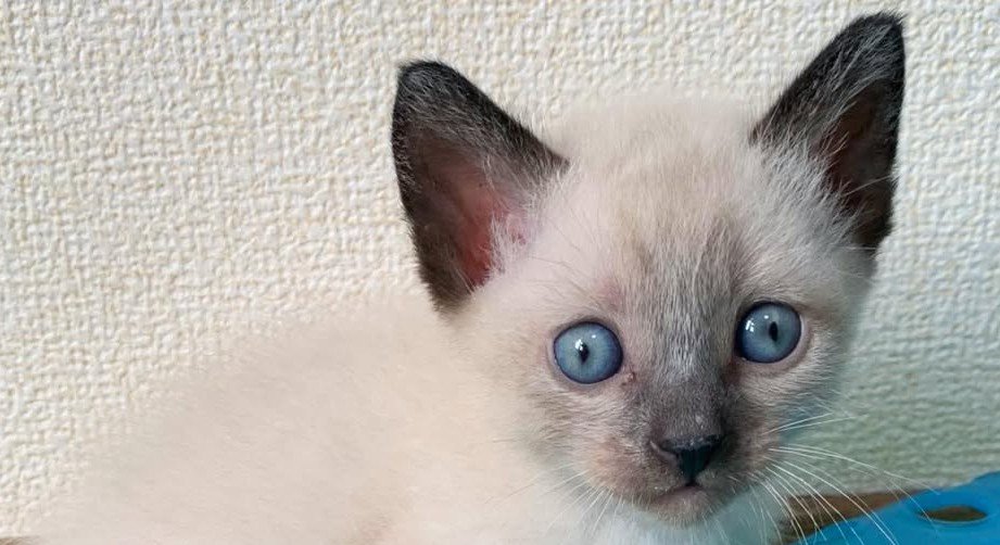 耳が黒色の子猫