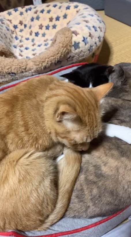 猫用ベッドにすし詰め状態になって眠る3匹の猫