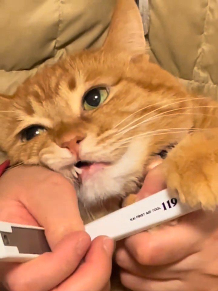 目を開けた猫