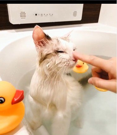 湯船に浸かっている猫