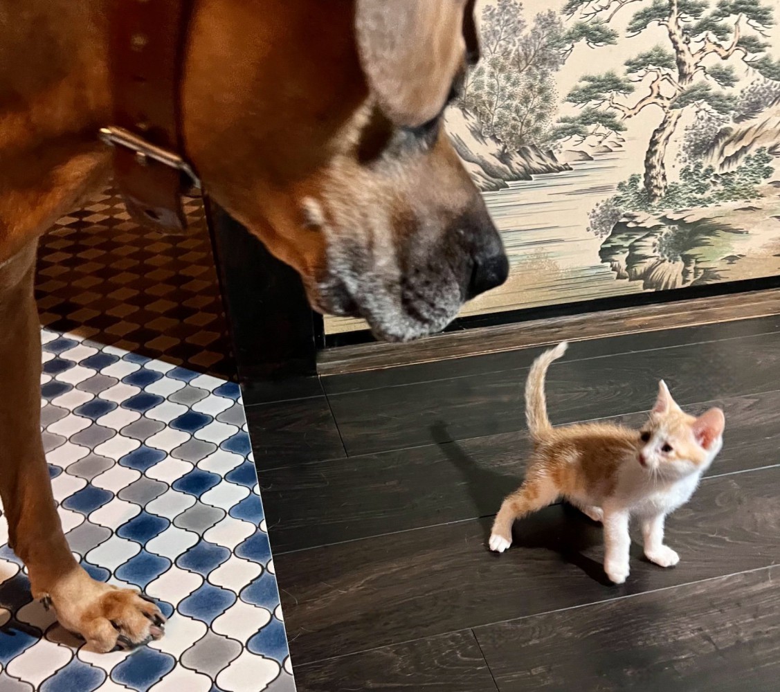 巨大な土佐犬さんと近距離でご対面