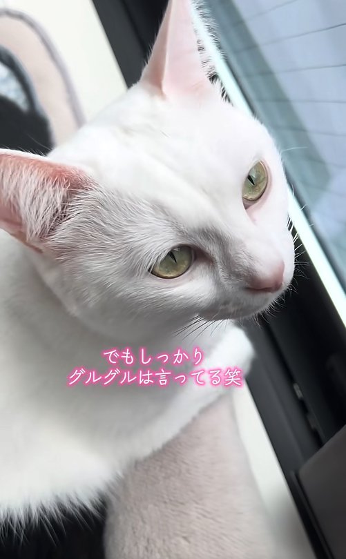 窓際にいる白猫の上半身アップ